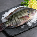 Tilapia